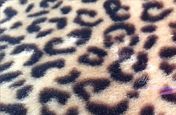 HPëƤӡ��������޲�