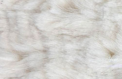 ëƤˢ��������޲�